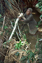 Pygmy elderly laying a log in the dam