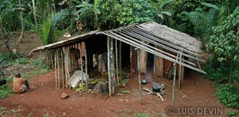 Pygmy house with mud walls