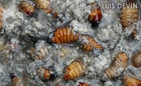 Bruchi bolliti in una pentola