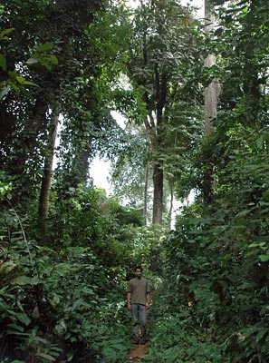 African rainforest