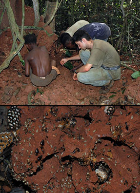 Termite gathering