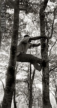 Pigmeo Aka che si arrampica su un albero