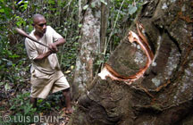 Ascia pigmea per prelevare legno dagli alberi della foresta