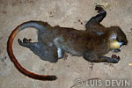 Cercopiteco nasobianco del Congo catturato dai Pigmei Baka con la balestra