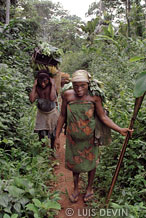 Cacciatori-raccoglitori nella foresta pluviale