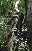 Bambino pigmeo arrampicato su una liana della foresta pluviale