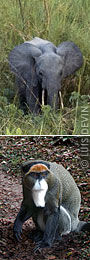Elefante (Loxodonta cyclotis) e cercopiteco (Cercopithecus neglectus) in foresta