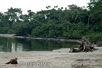 Foresta equatoriale e spiaggia