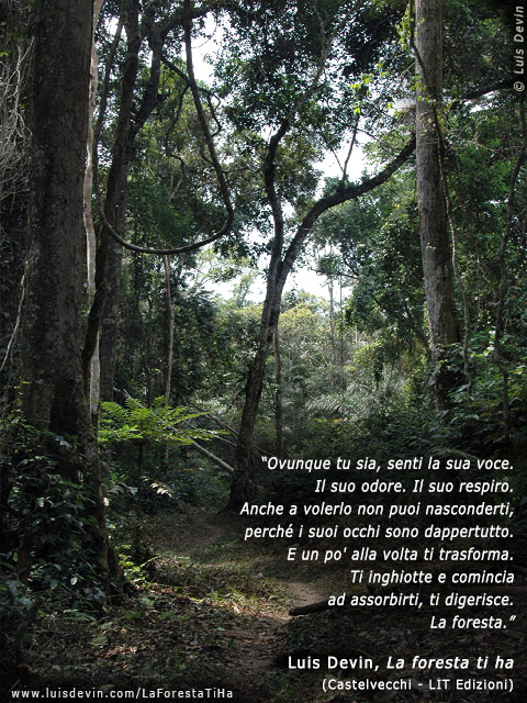 Foresta pluviale, dalle ricerche antropologiche di Luis Devin in Africa centrale (Gabon)