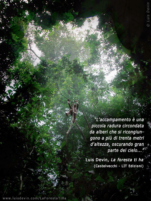 Raccolta sugli alberi, dalle ricerche antropologiche di Luis Devin in Africa centrale (Pigmei Baka, Camerun)