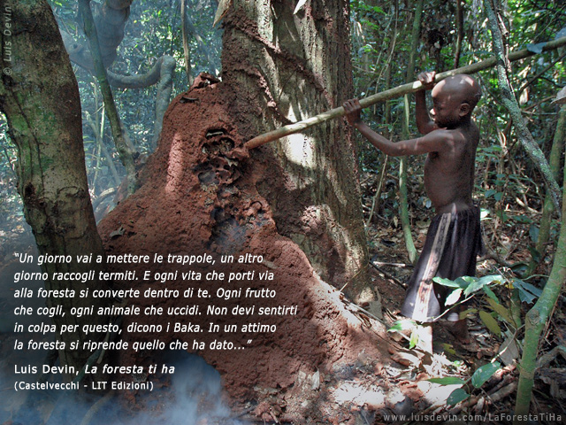Raccolta delle termiti, dalle ricerche antropologiche di Luis Devin in Africa centrale (Pigmei Baka, Camerun)