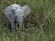 Elefante di foresta (Gabon)