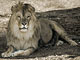 Leone africano (Panthera leo)