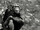 Scimpanzé (Pan troglodytes)