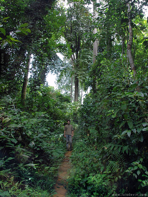 Foresta equatoriale, dalle ricerche sul campo di Luis Devin in Africa centrale (Camerun)