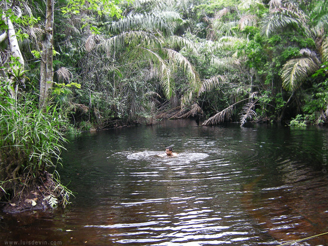 Bagno in foresta, dalle ricerche sul campo di Luis Devin in Africa centrale (Gabon)