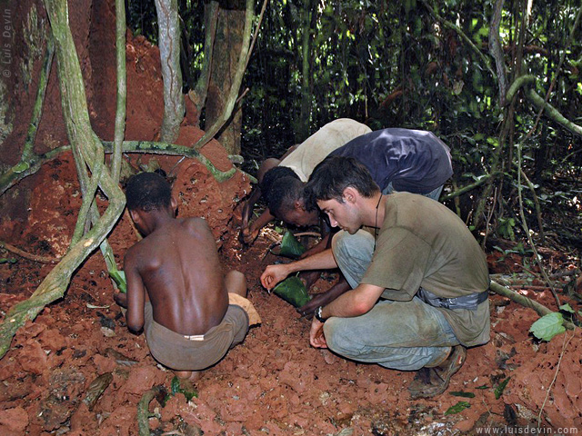 Raccolta termiti, dalle ricerche sul campo di Luis Devin in Africa centrale (Pigmei Baka, Camerun)