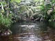 Bagno in foresta (Gabon)