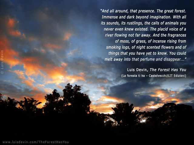 Tropical rain forest at sunset, from Luis Devin's anthropological research in Central Africa (Cameroon)