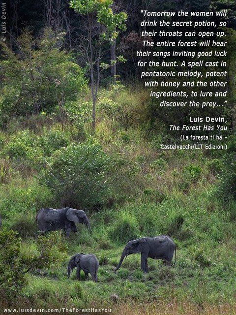 African elephants, from Luis Devin's anthropological research in Central Africa (Gabon)