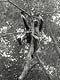 Gathering on trees (Baka Pygmies, Cameroon)