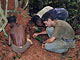 Termite gathering (Baka Pygmies, Cameroon)