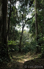 Rain forest of Gabon