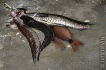 River fish from the African rain forest