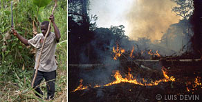 Slash-and-burn method in the rainforest of Central Africa