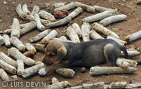 Basenji dog among Bedzan Pygmis