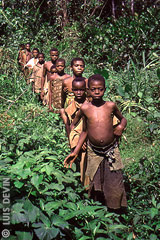 African Pygmies in the rainforest