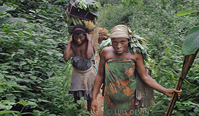 Food gathering expedition in the rain forest (Baka Pygmies of Cameroon)