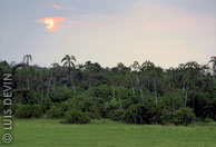 Alba nella foresta equatoriale del Camerun