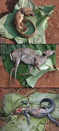 Pangolino tricuspide, antilope (cefalopo blu) e coccodrillo africano