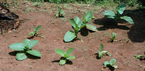 Piante di tabacco coltivate in un accampamento pigmeo