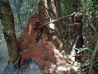 Raccolta delle termiti dei Pigmei Baka, con foratura e affumicamento del termitaio