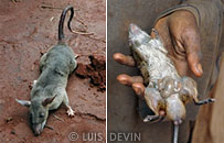 Ratto gigante della foresta pluviale africana (Cricetomys emini)