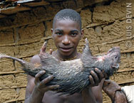 Pigmeo Bakola-Bagyeli con istrice arboreo della foresta africana