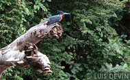 Uccello di fiume della foresta equatoriale africana