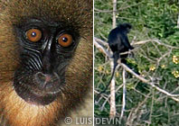 Primati della foresta pluviale gabonese