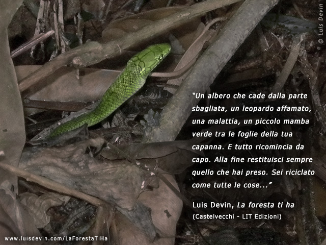 Mamba verde, dalle ricerche antropologiche di Luis Devin in Africa centrale (Gabon)