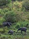 Elefanti africani (Gabon)