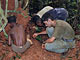 Raccolta termiti (Pigmei Baka, Camerun)