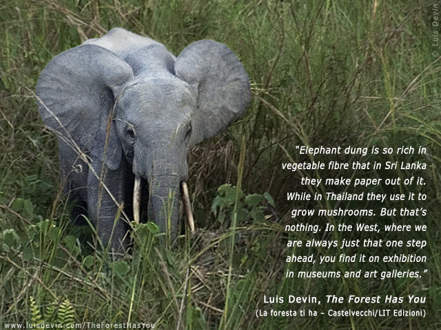 Forest elephant, from Luis Devin's anthropological research in Central Africa (Gabon)