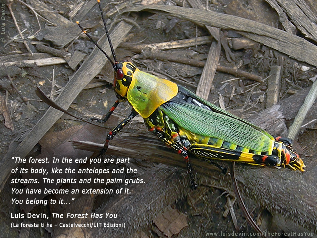 Rainforest grasshopper, from Luis Devin's anthropological research in Central Africa (Gabon)