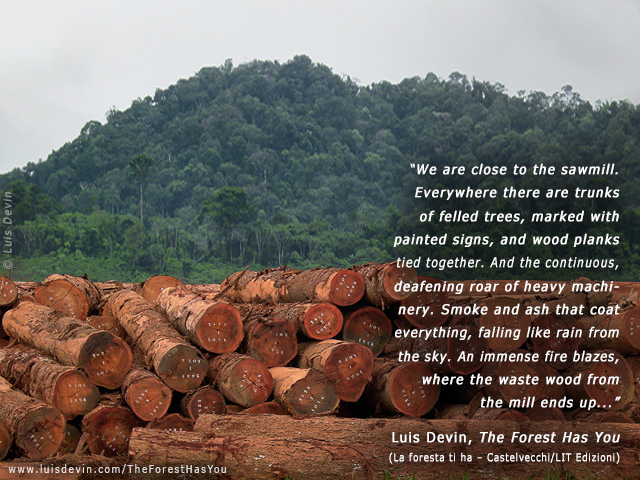 Deforestation in Central Africa, from Luis Devin's anthropological research in Central Africa (Gabon)