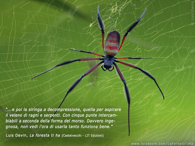Rainforest spider, from Luis Devin's anthropological research in Central Africa (Cameroon)