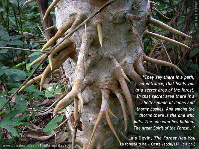 Tropical thorny plant, from Luis Devin's anthropological research in Central Africa (Gabon)