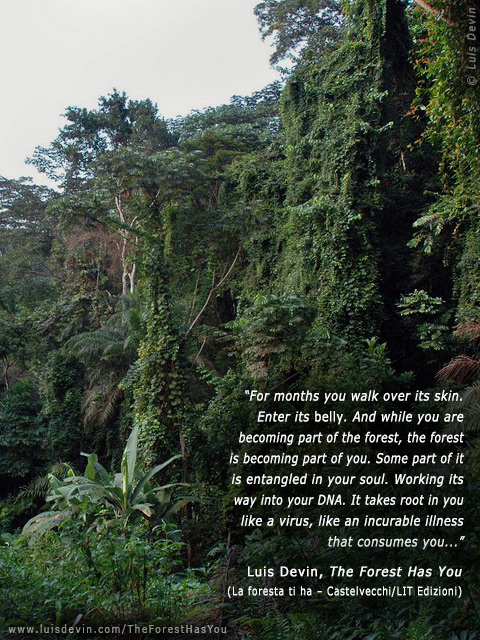 Equatorial rain forest, from Luis Devin's anthropological research in Central Africa (Cameroon)