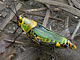 Rainforest grasshopper (Gabon)